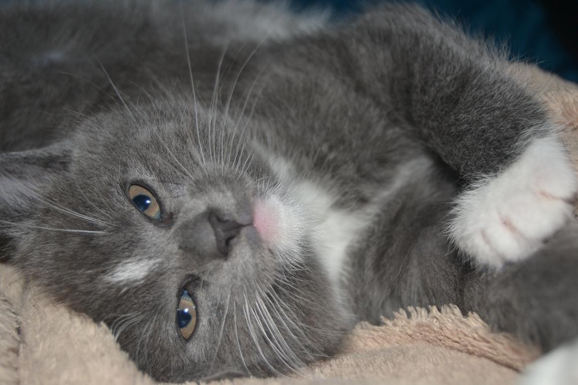 Blanding af racer Sif billede 6