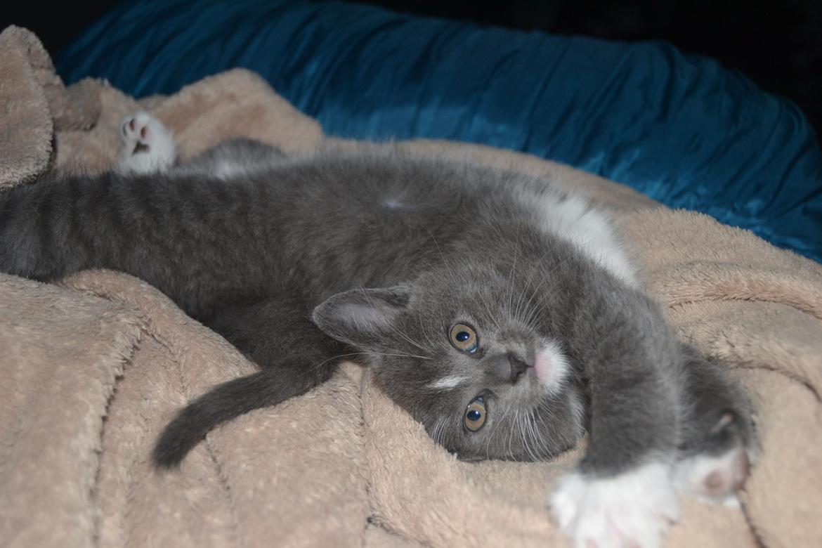 Blanding af racer Sif billede 7