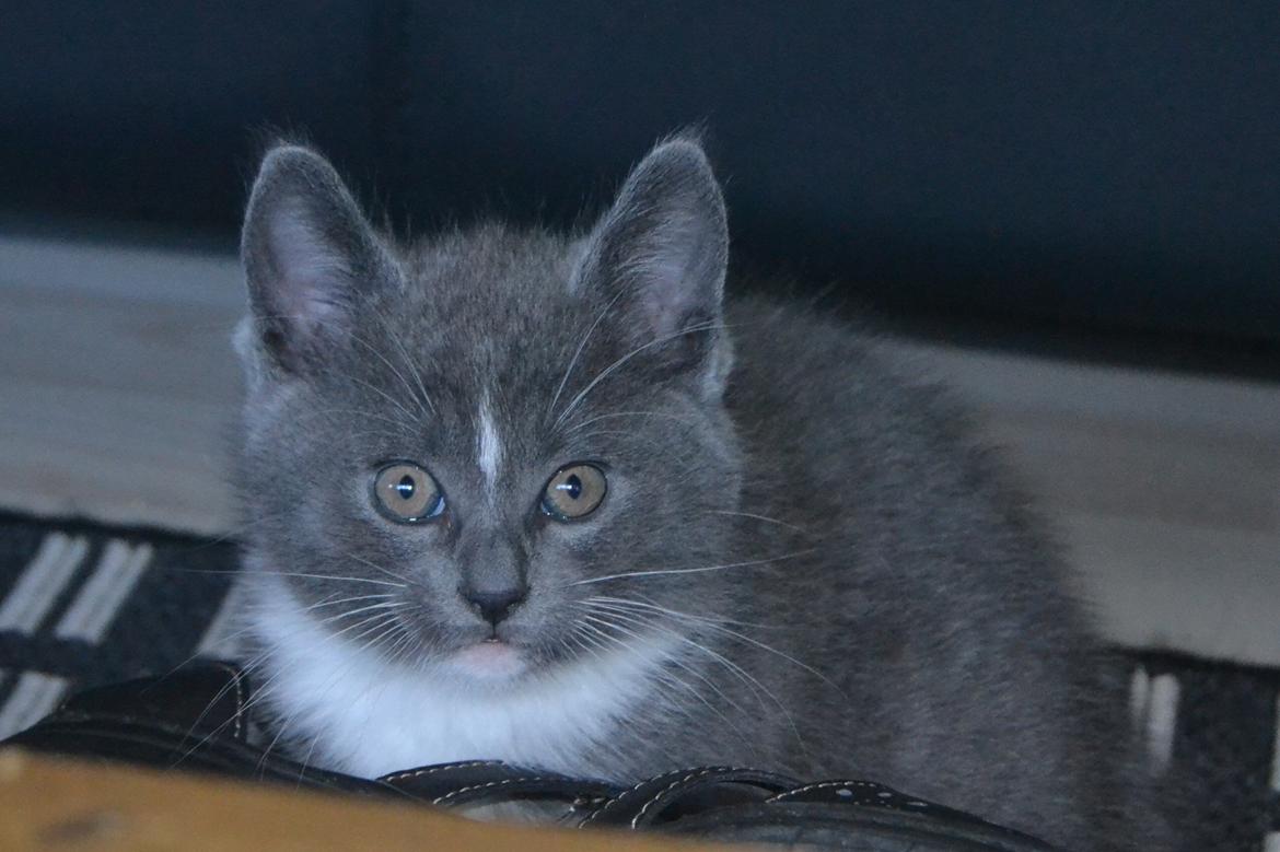 Blanding af racer Sif billede 8