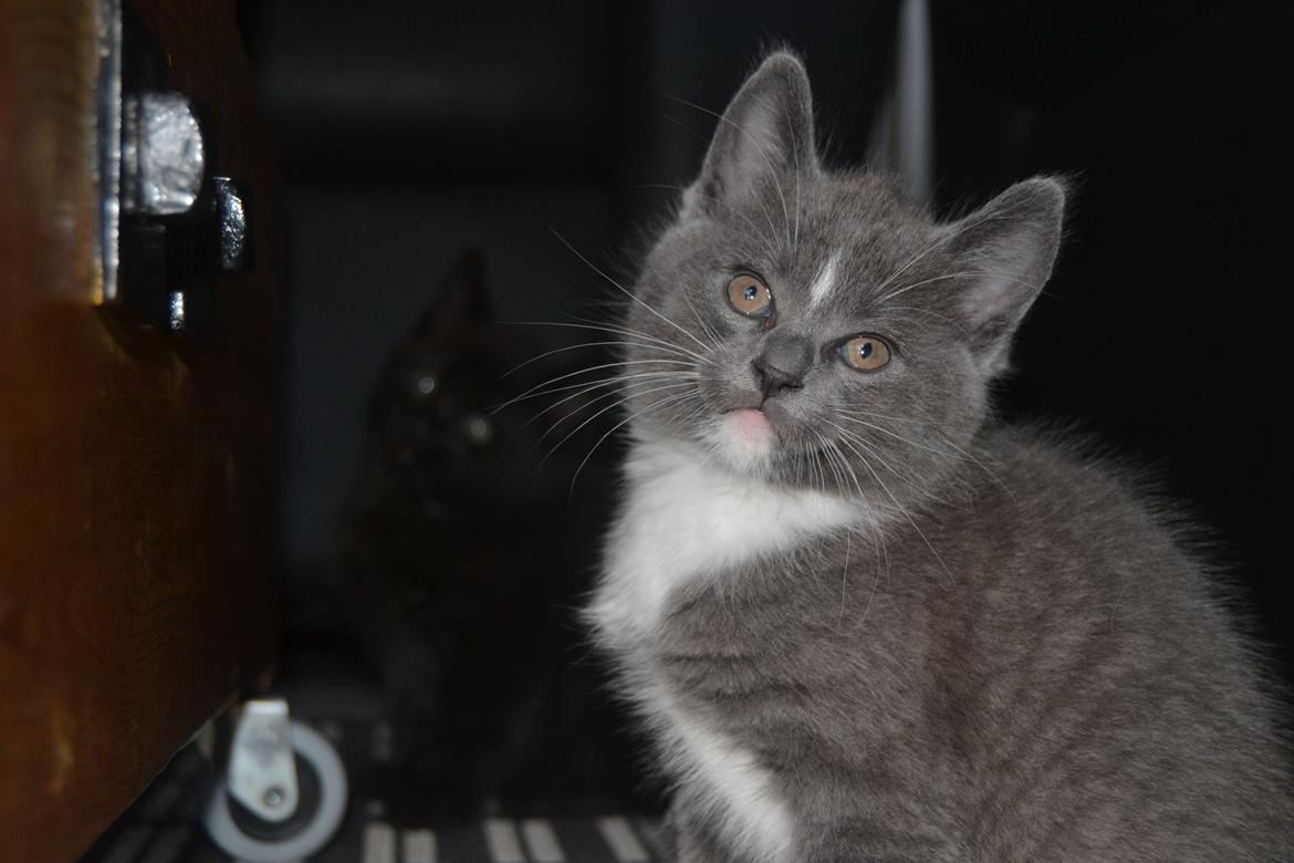 Blanding af racer Sif billede 9