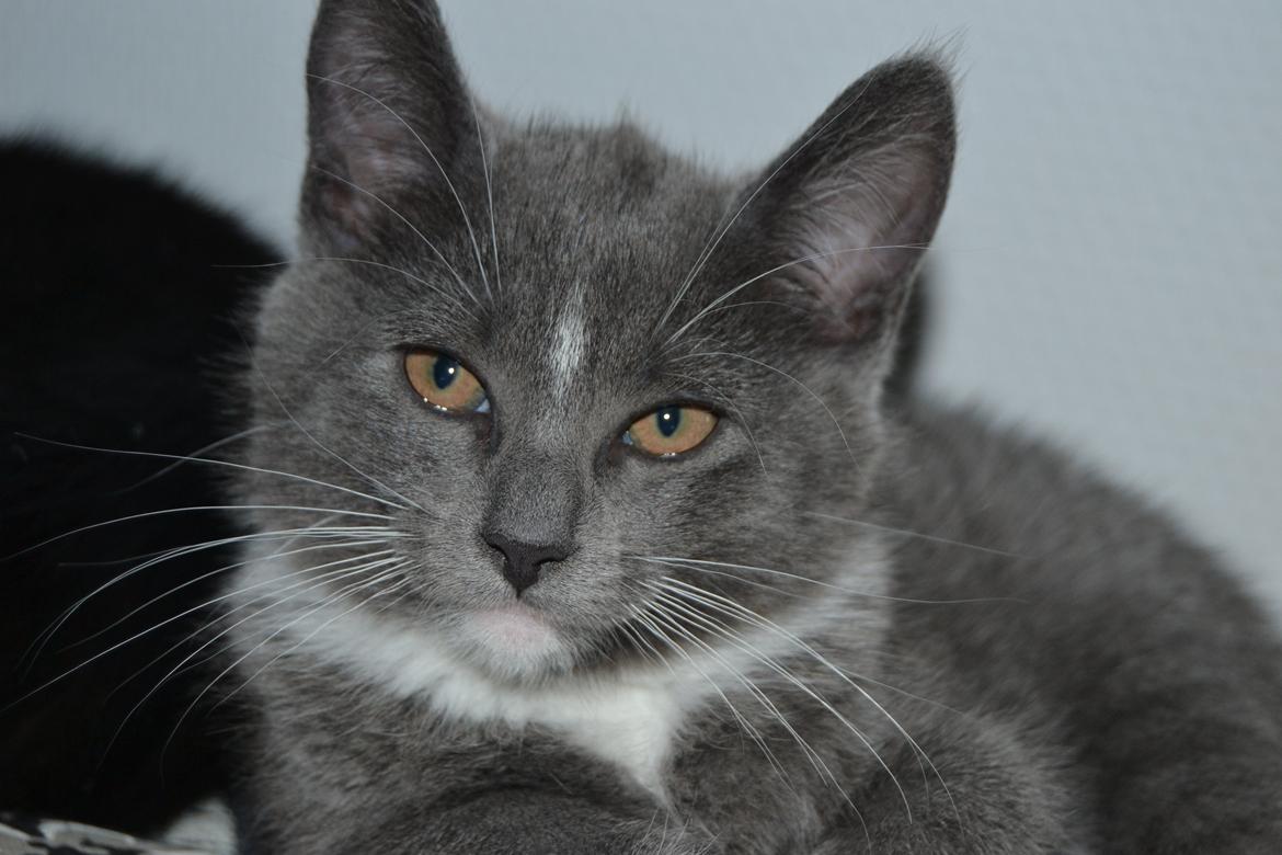 Blanding af racer Sif billede 10