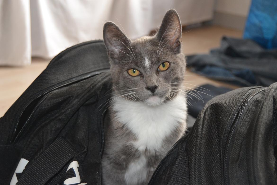 Blanding af racer Sif billede 11