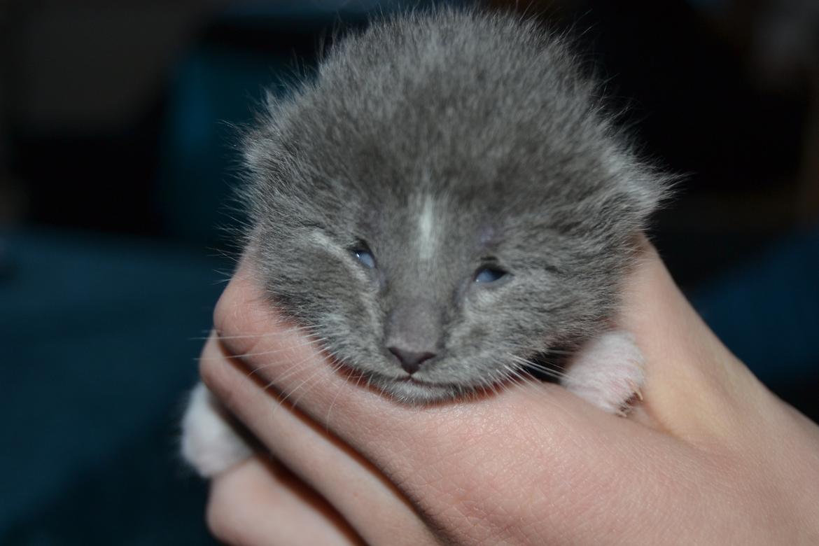 Blanding af racer Sif billede 12