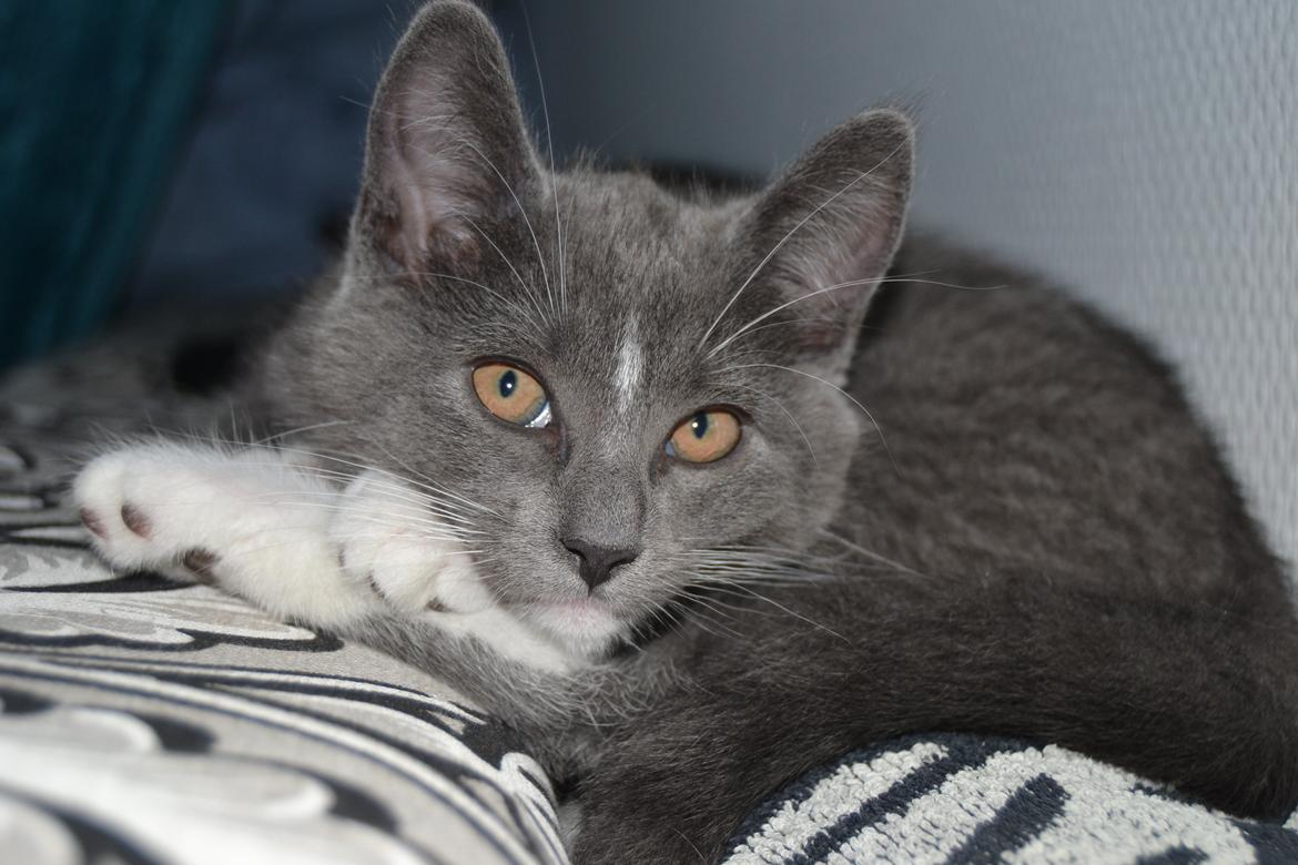 Blanding af racer Sif billede 13