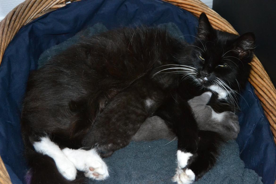 Blanding af racer Sif billede 14