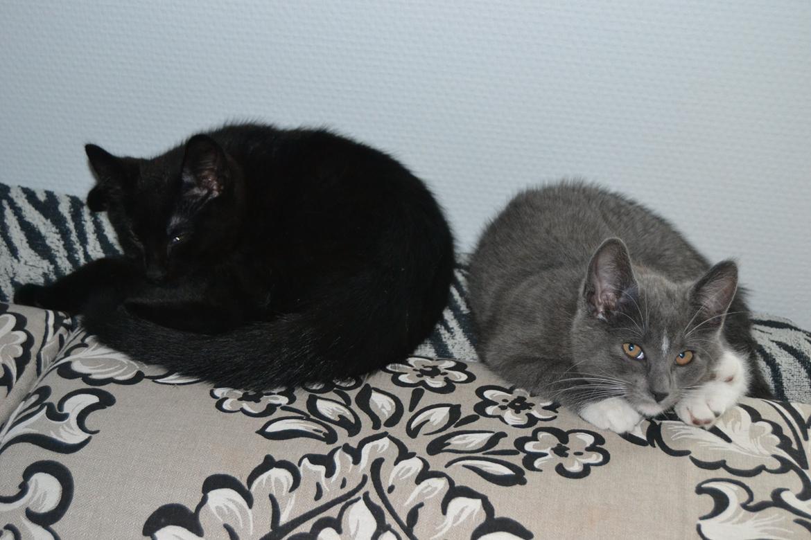 Blanding af racer Sif billede 15