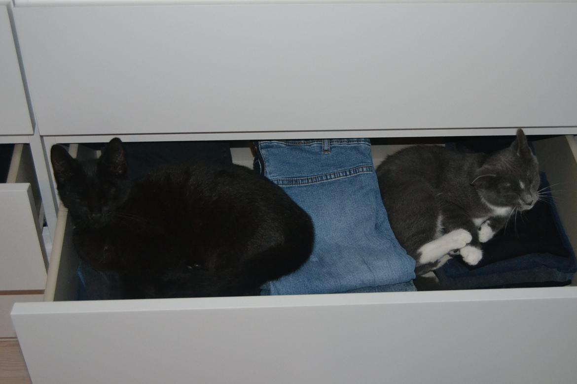 Blanding af racer Sif billede 16