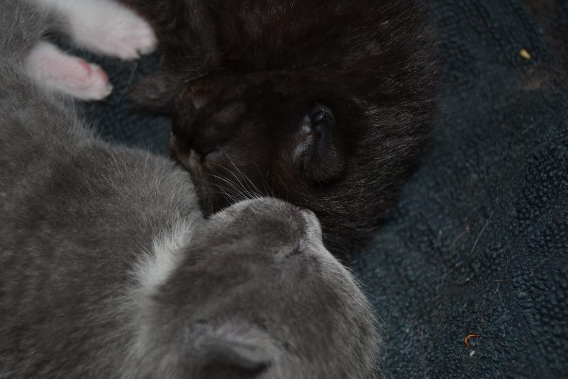 Blanding af racer Sif billede 17