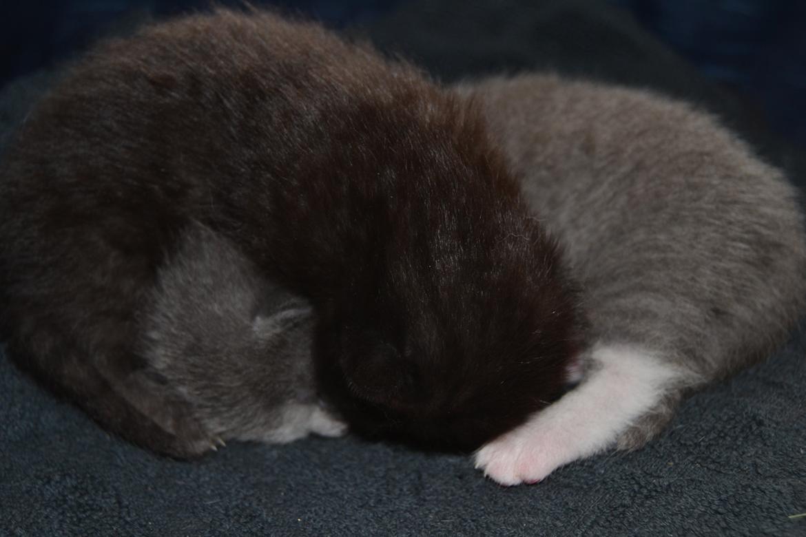 Blanding af racer Sif billede 18