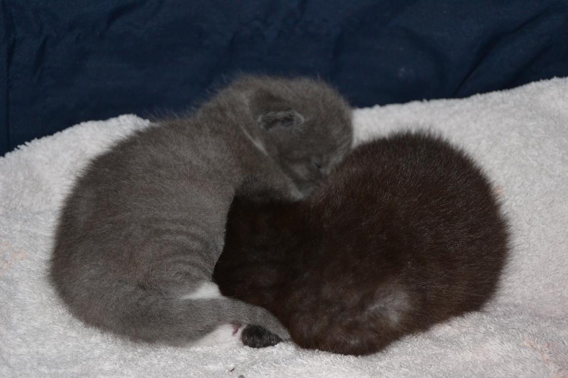 Blanding af racer Sif billede 19