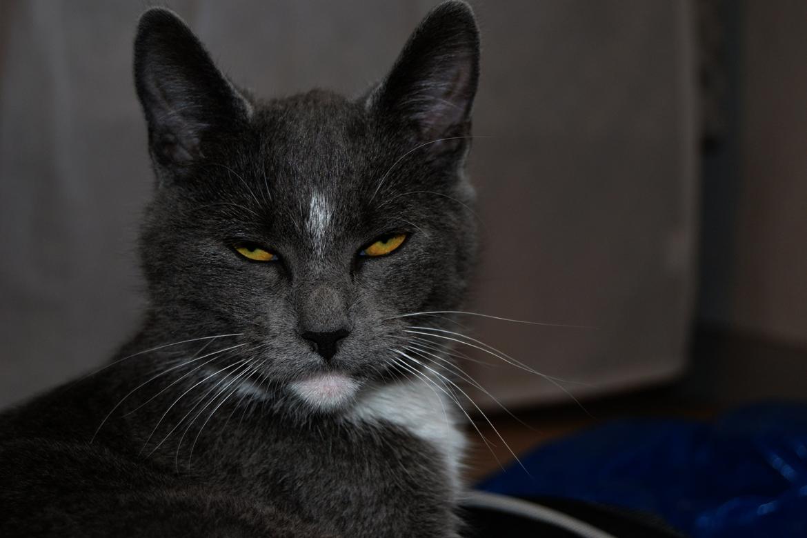 Blanding af racer Sif billede 20