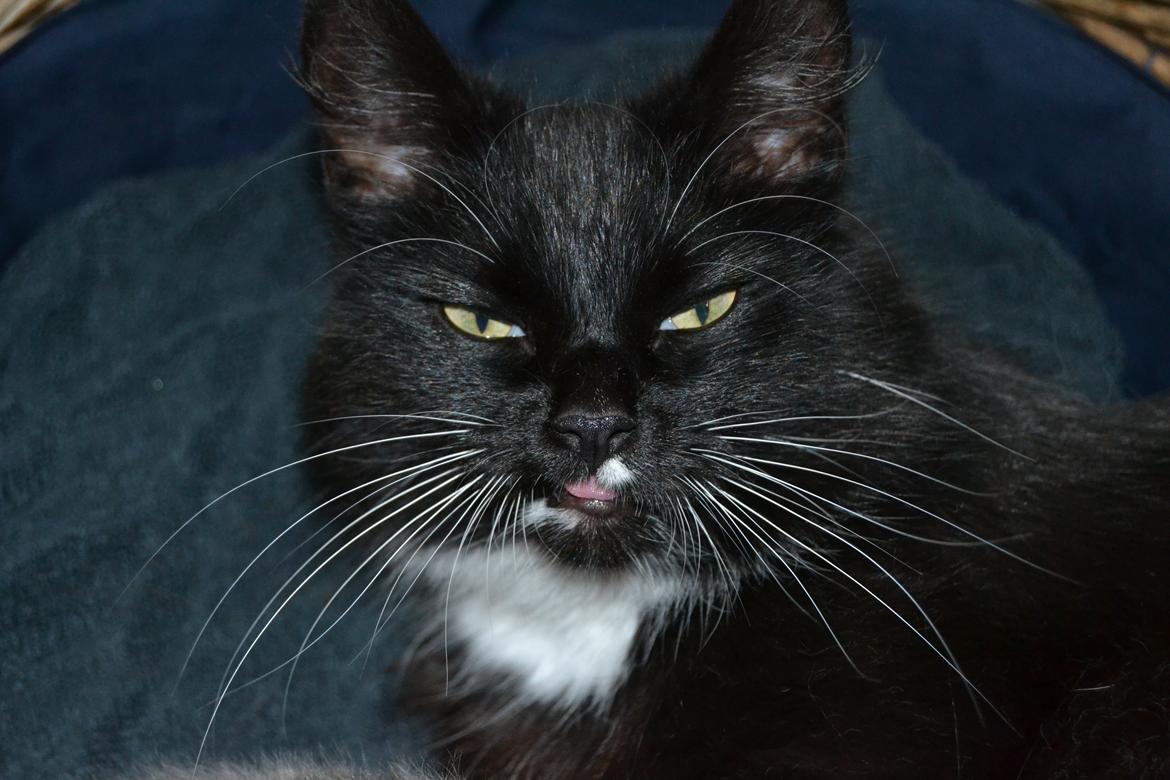 Norsk Skovkat DK Hopeless Tribes Chastine-Frida billede 13