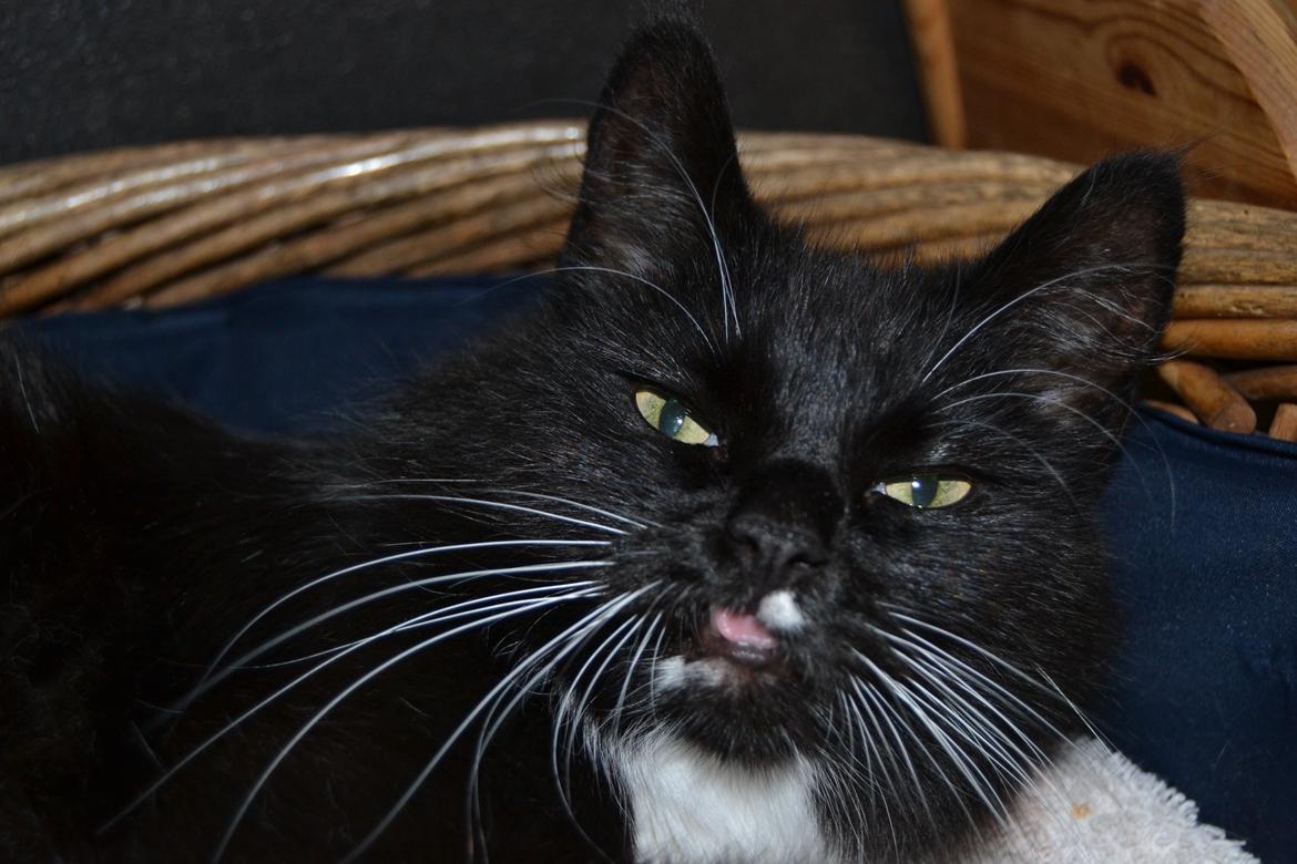 Norsk Skovkat DK Hopeless Tribes Chastine-Frida billede 3