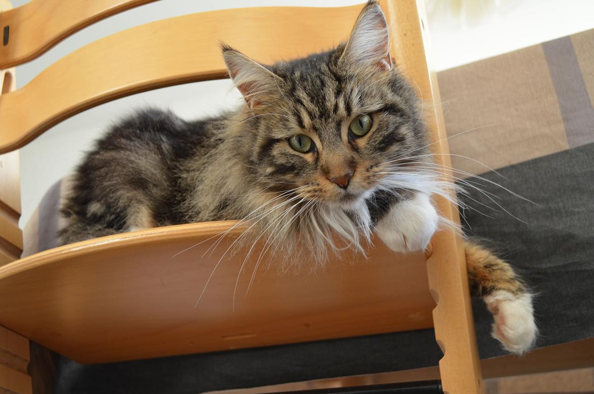 Maine Coon Vilma billede 15