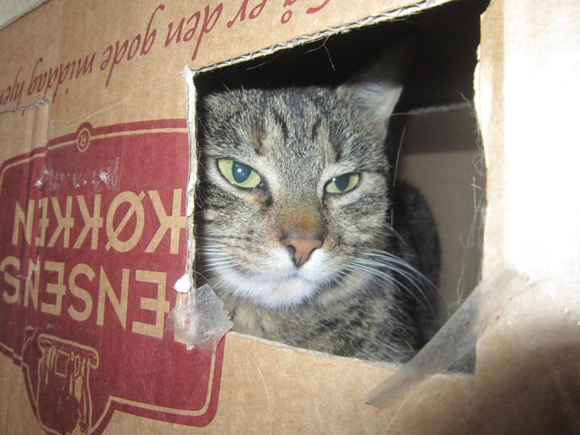 Huskat Ester billede 11