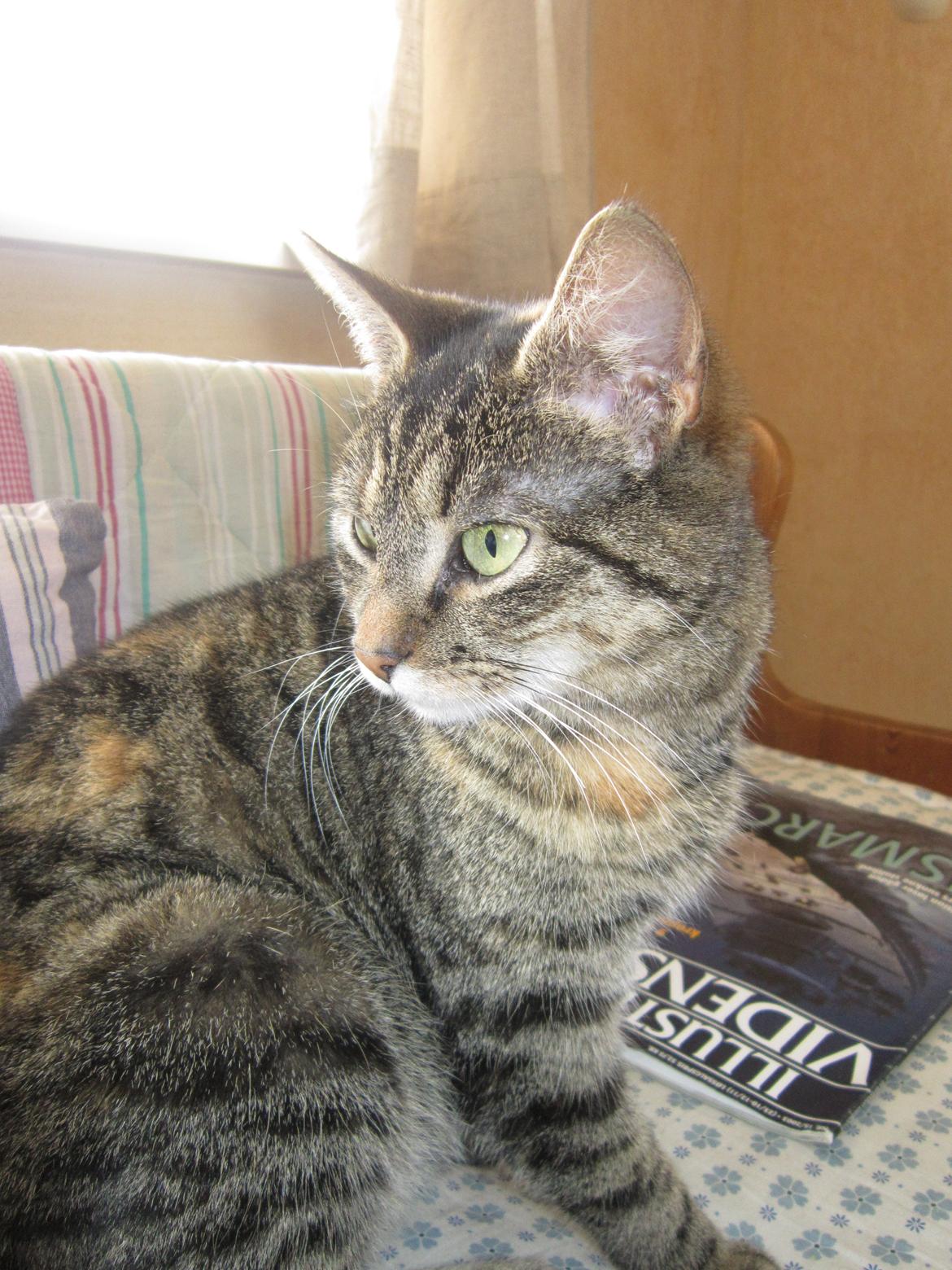 Huskat Ester billede 7