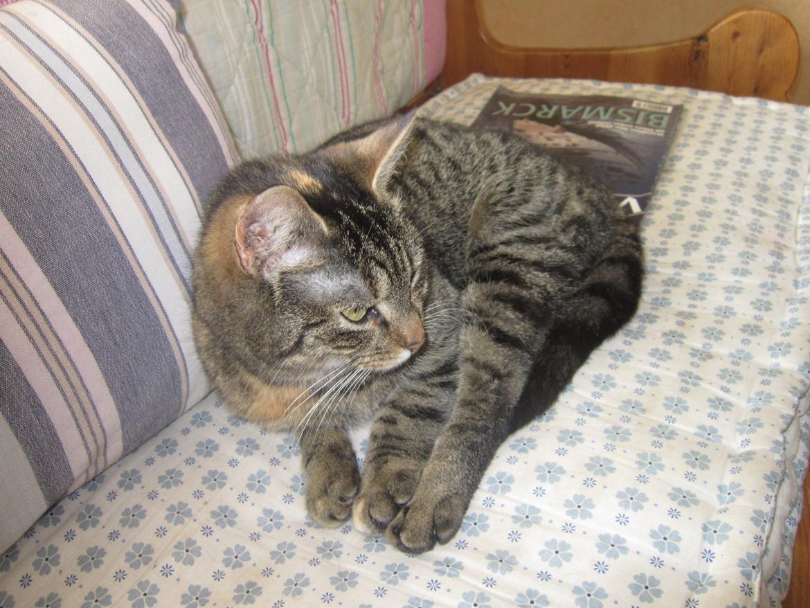 Huskat Ester billede 13