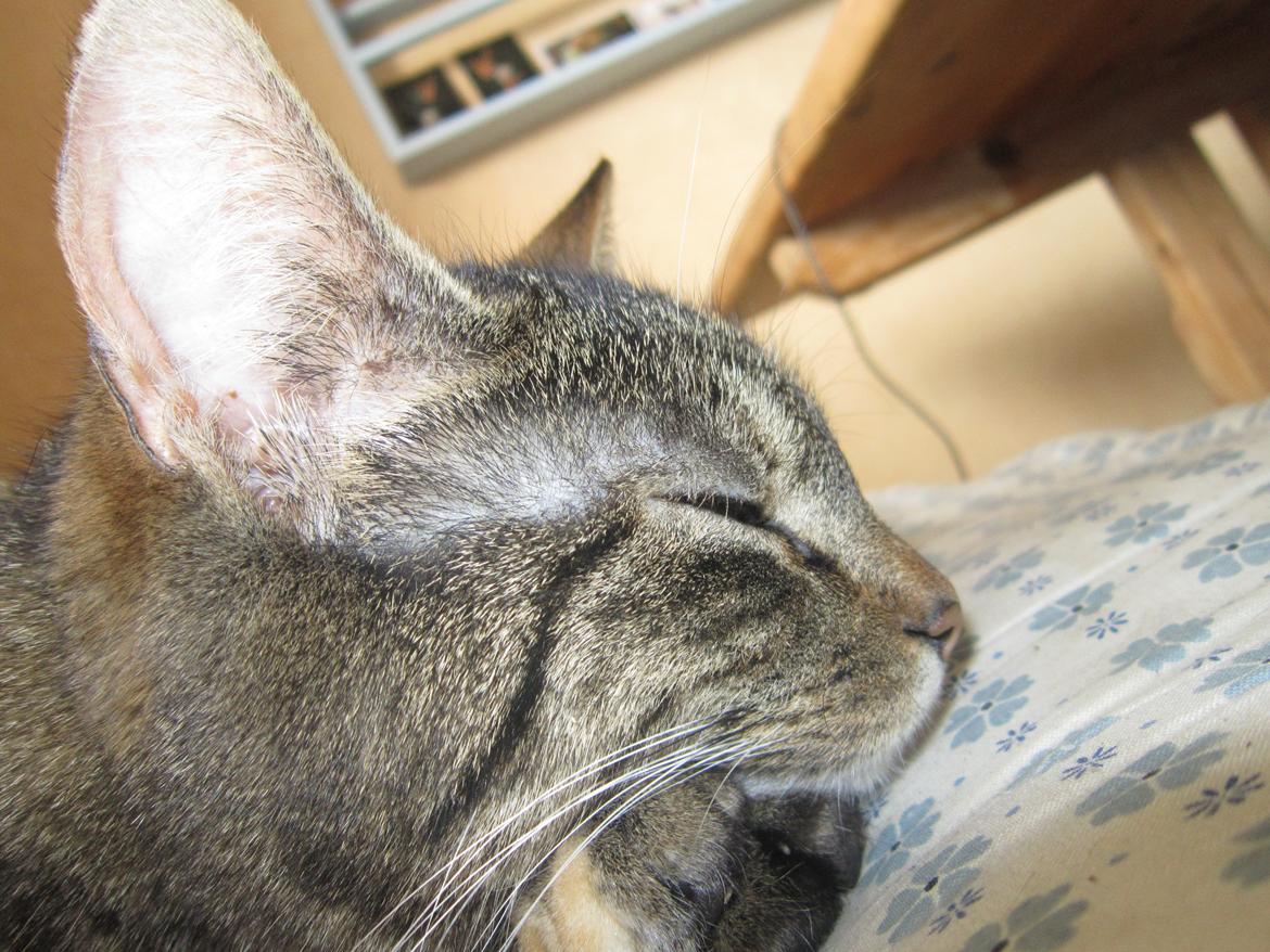 Huskat Ester billede 14