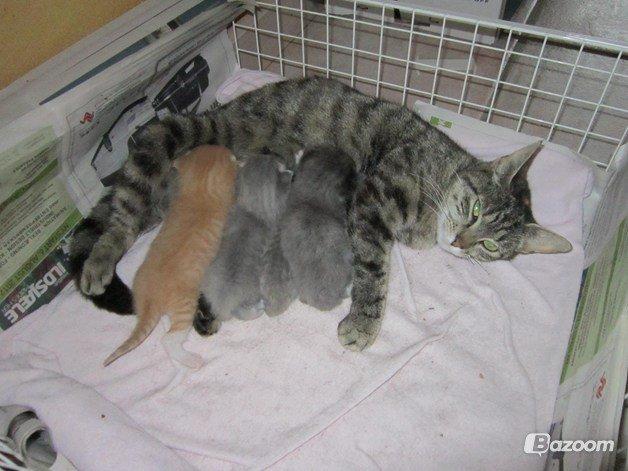 Huskat Ester billede 15