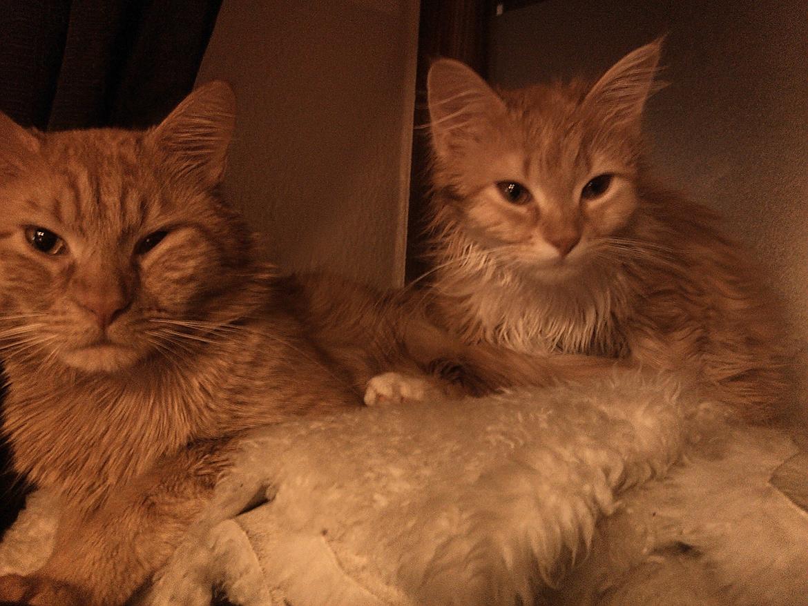 Blanding af racer Elvira billede 7