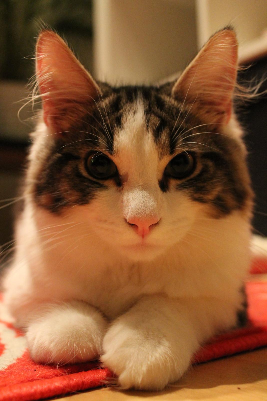 Blanding af racer Brutalis billede 15