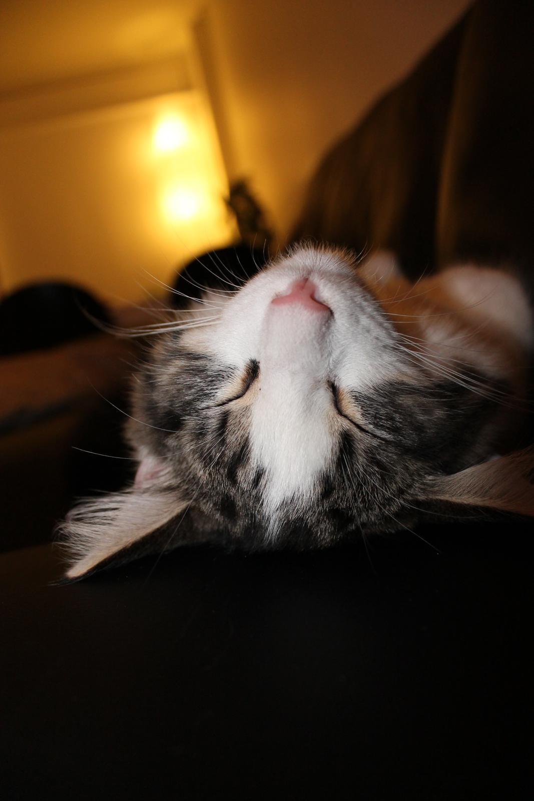 Blanding af racer Brutalis billede 16