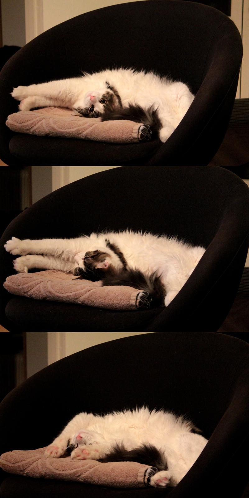 Blanding af racer Brutalis billede 17