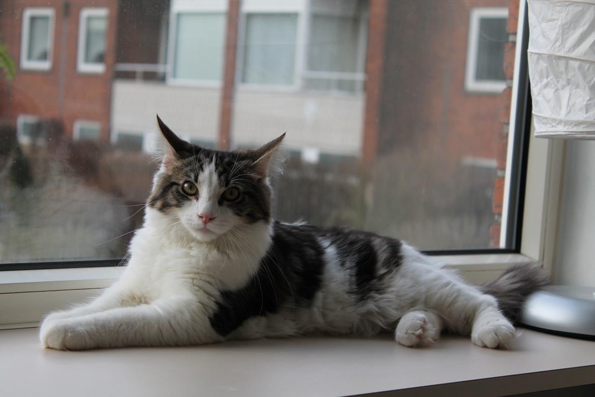 Blanding af racer Brutalis billede 18