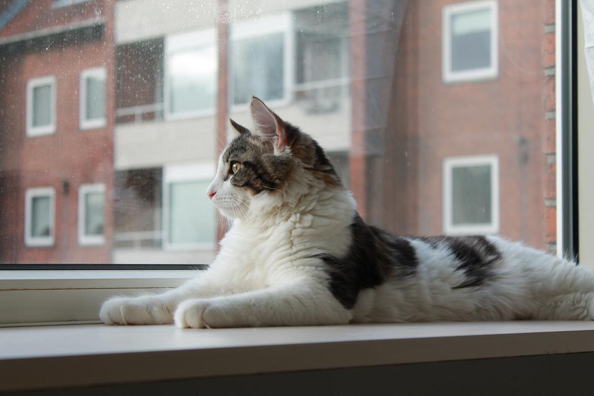 Blanding af racer Brutalis billede 19