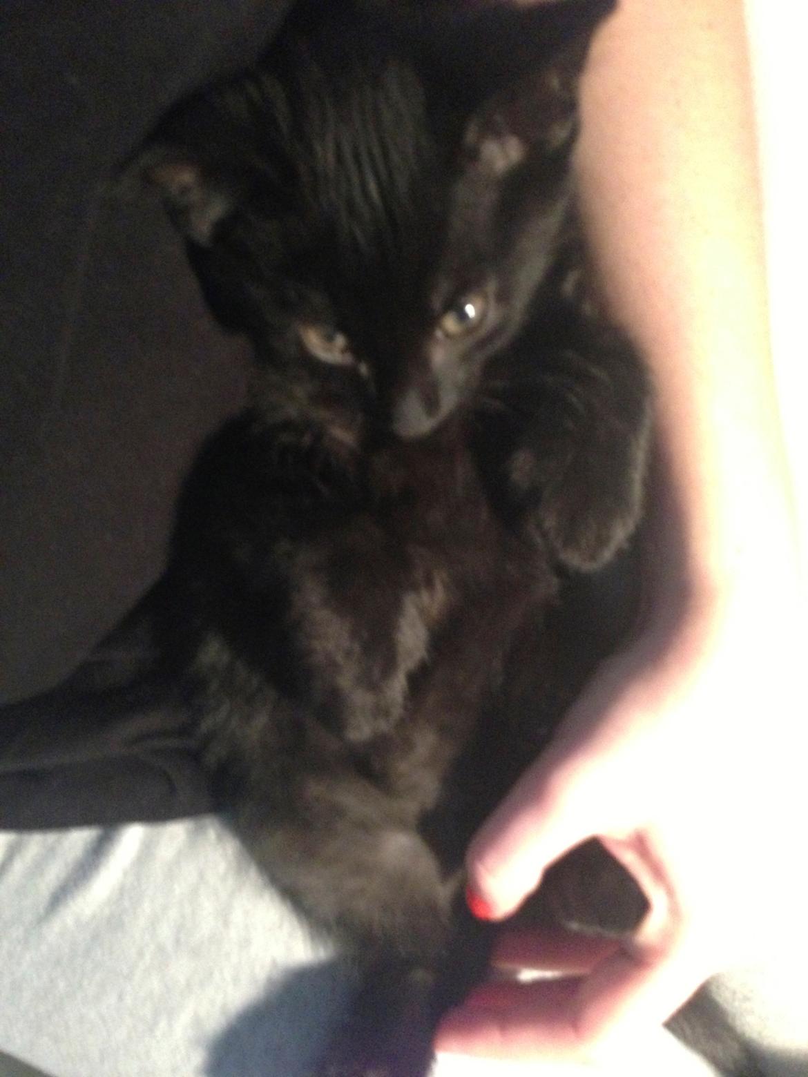 Huskat Silva billede 1