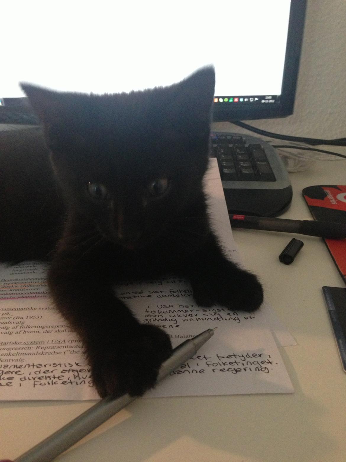 Huskat Silva billede 2