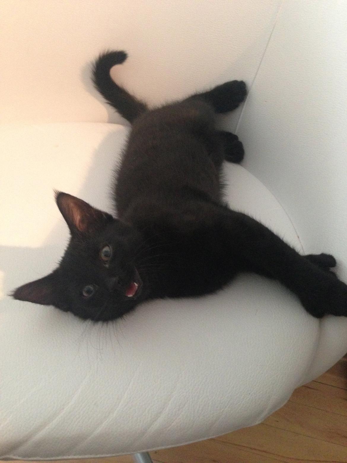 Huskat Silva billede 3