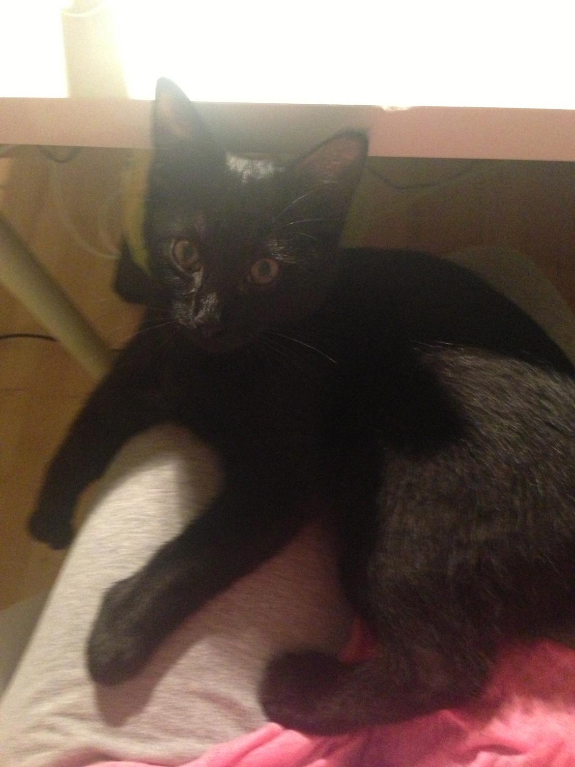 Huskat Silva billede 4