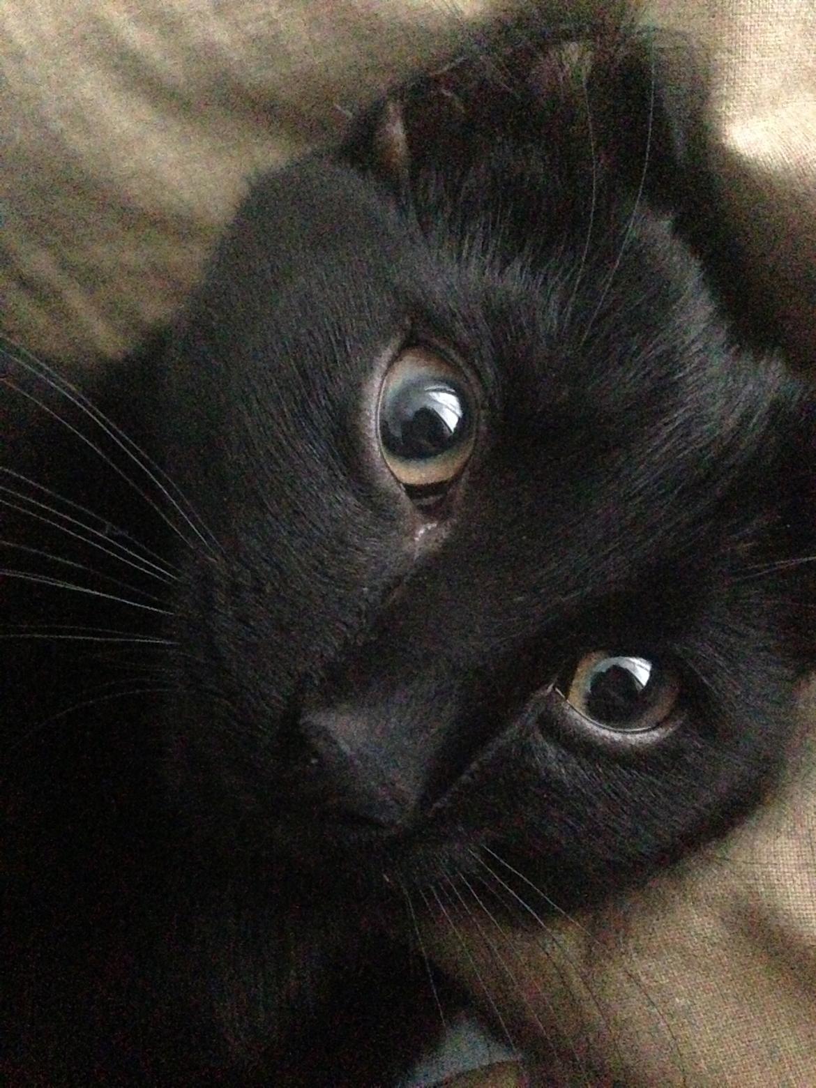 Huskat Silva billede 5