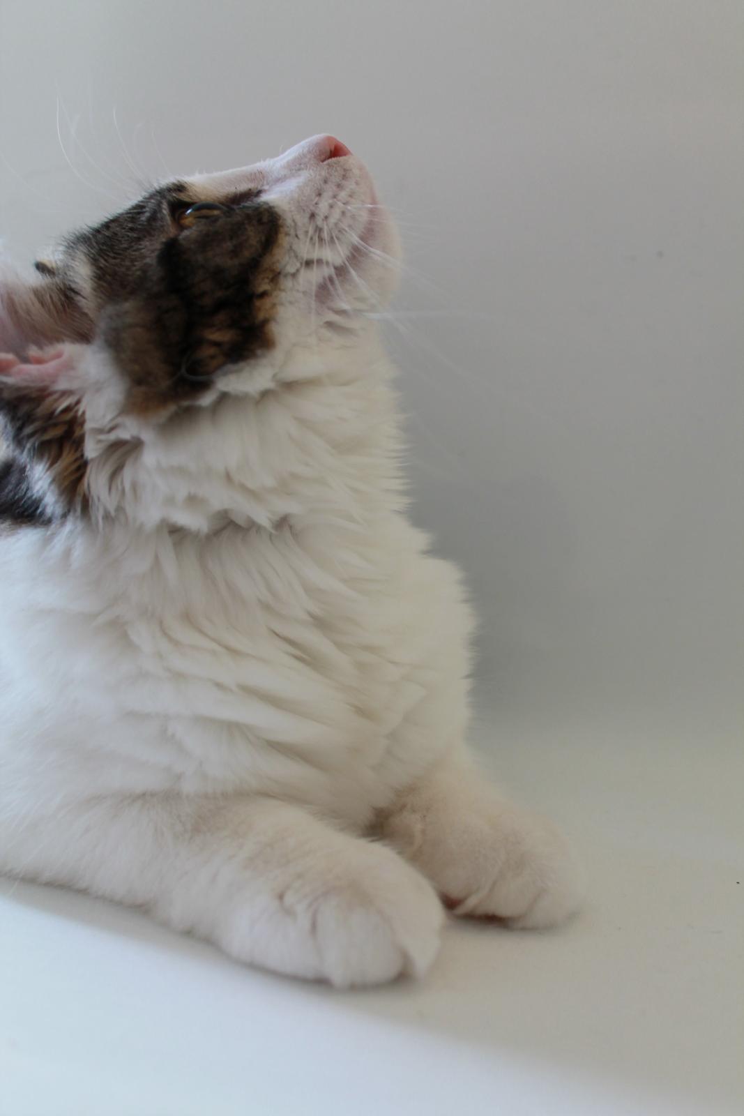 Blanding af racer Brutalis billede 20