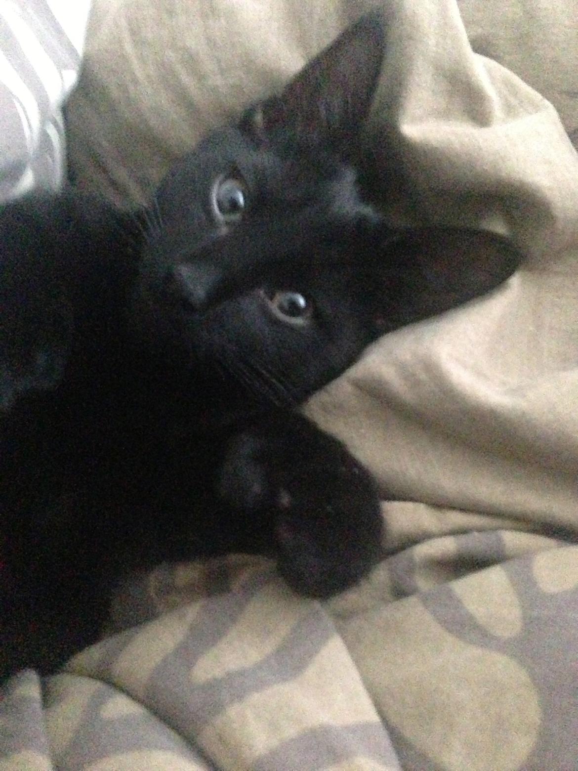 Huskat Silva billede 6