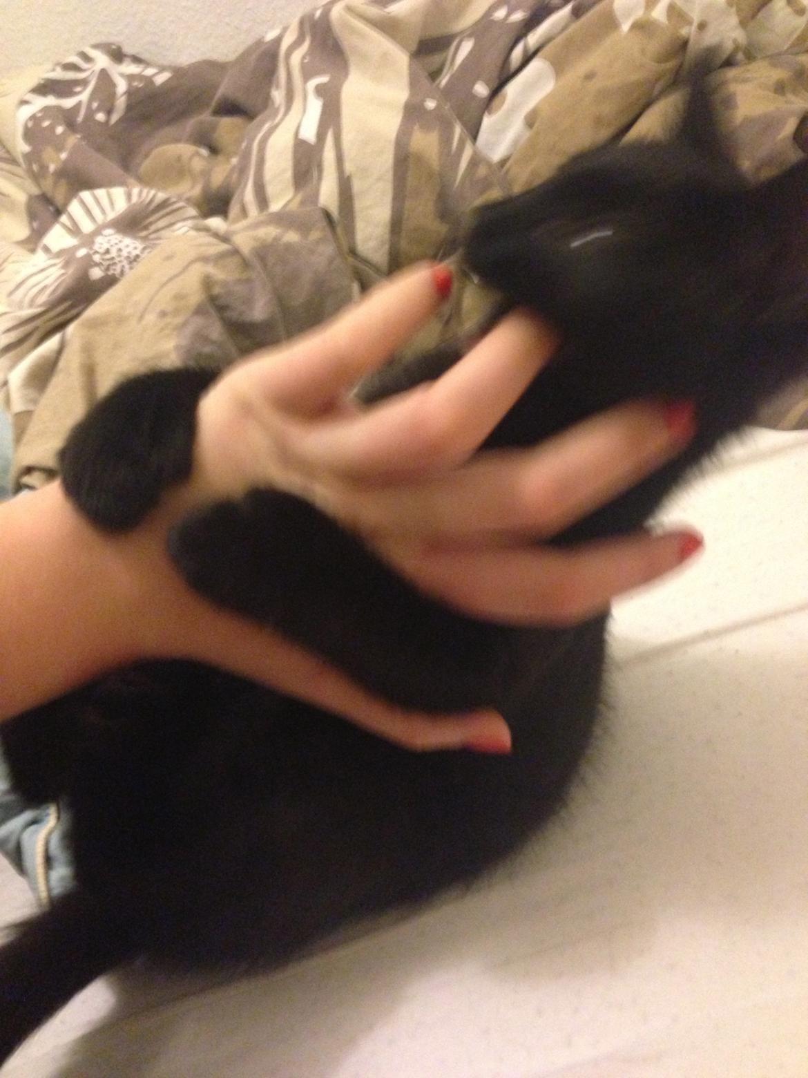 Huskat Silva billede 7