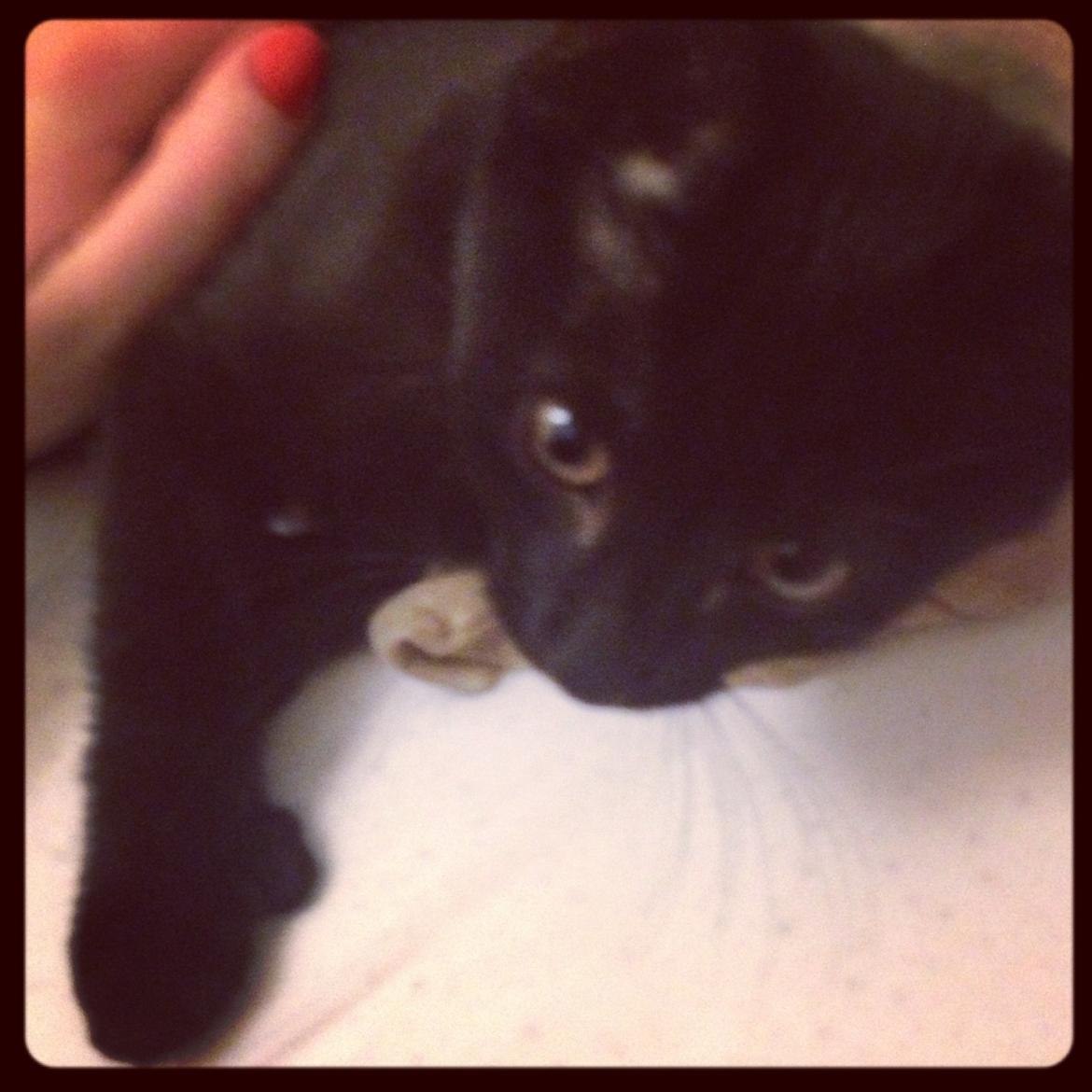 Huskat Silva billede 8