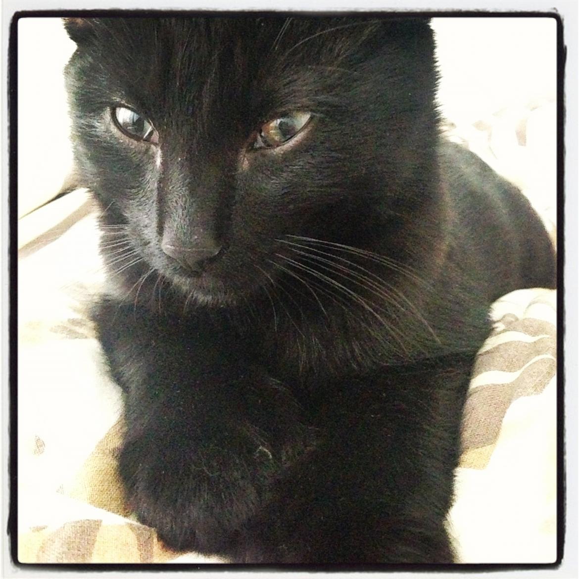 Huskat Silva billede 10