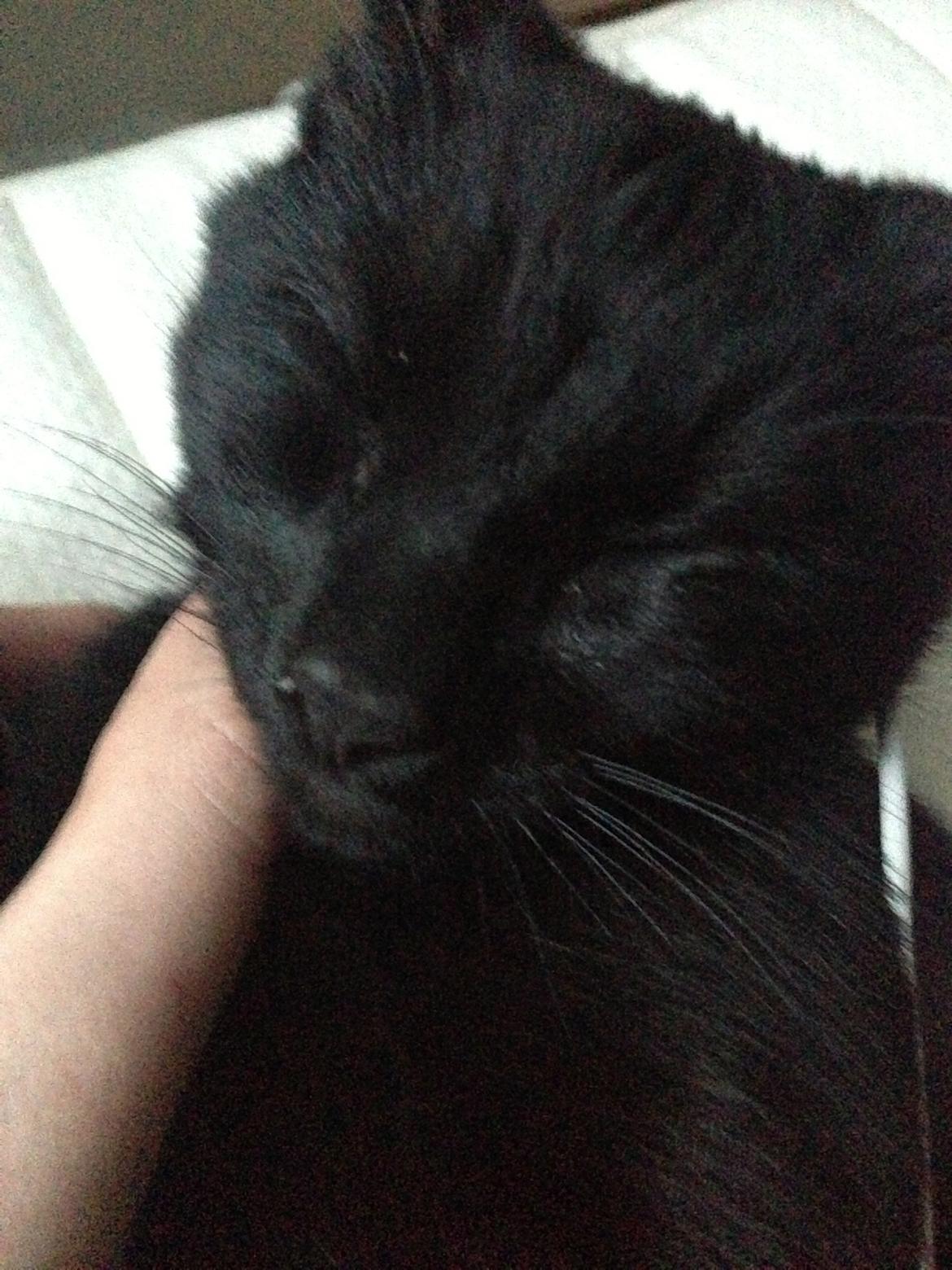 Huskat Silva billede 11