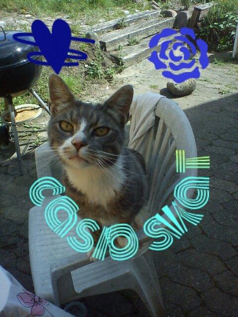 Huskat Caso Nowa - Velkommen til Caso's profil billede 1