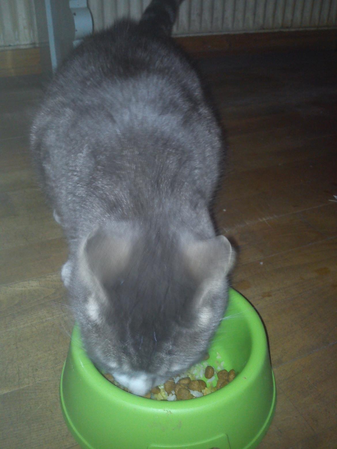 Huskat Caso Nowa - Mad er det bedste han ved!! billede 3