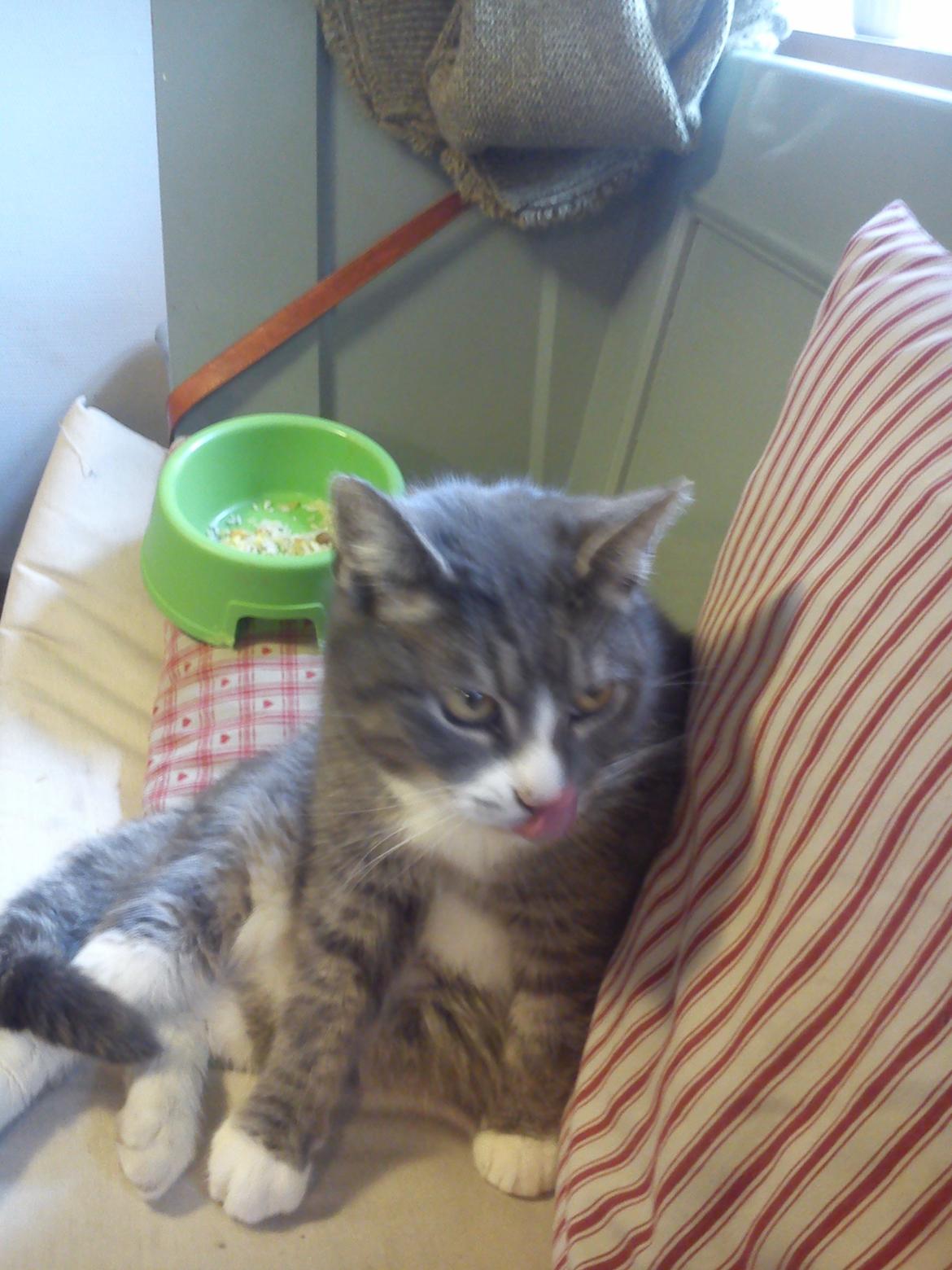 Huskat Caso Nowa - Han har noget på næsen!!<3 billede 4