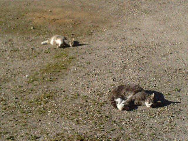 Huskat Caso Nowa - slikker sol!! med hans bedste veninde Skygge!!<3 billede 6