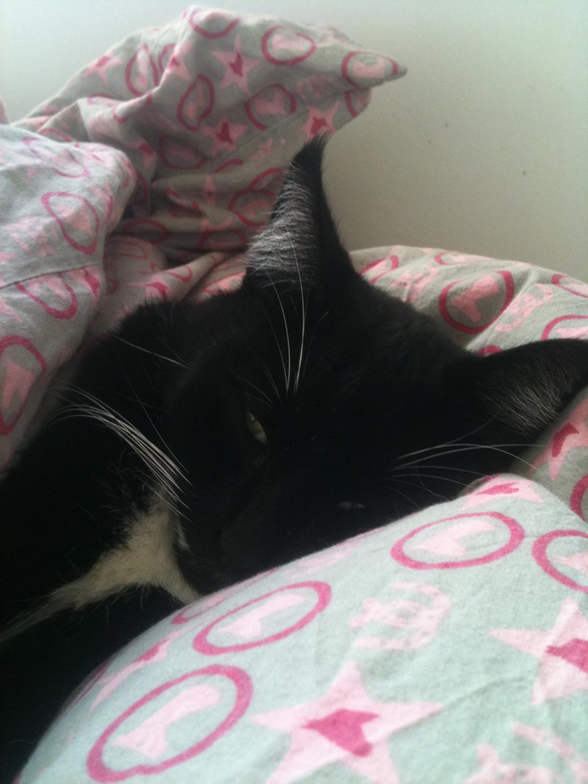 Huskat Rollo - Sover en lille time under min dyne<3 billede 5