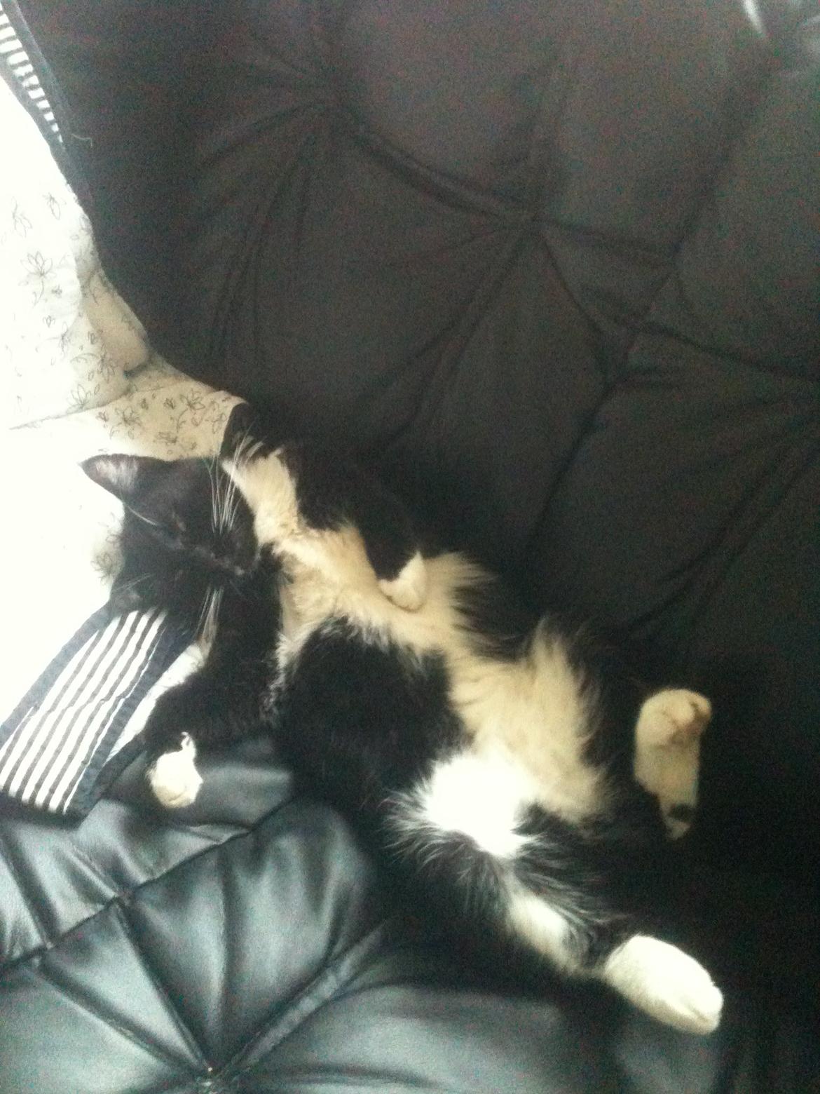 Huskat Rollo - Rollo dovner den af i sofa'en billede 3