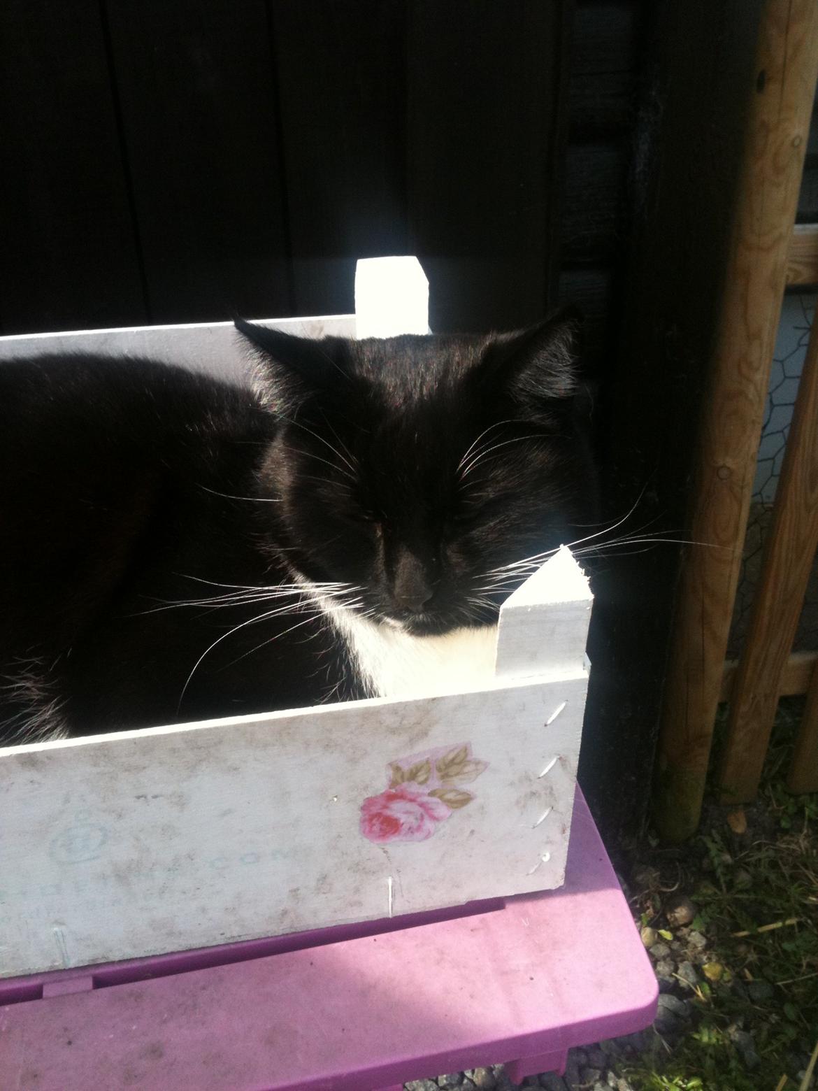 Huskat Rollo - Rollo i mor's blomsterkasse billede 7