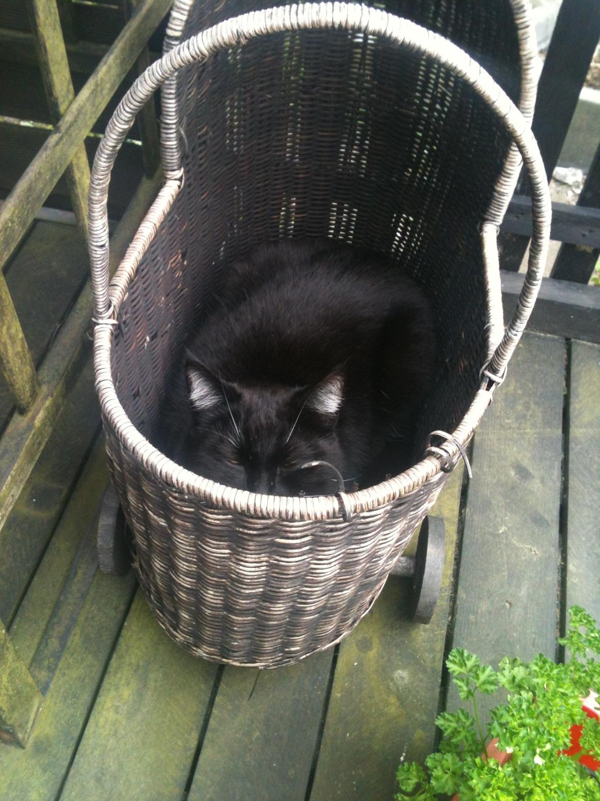 Huskat Rollo - Vi leger gemmeleg i mor's blomster barnevogn billede 9