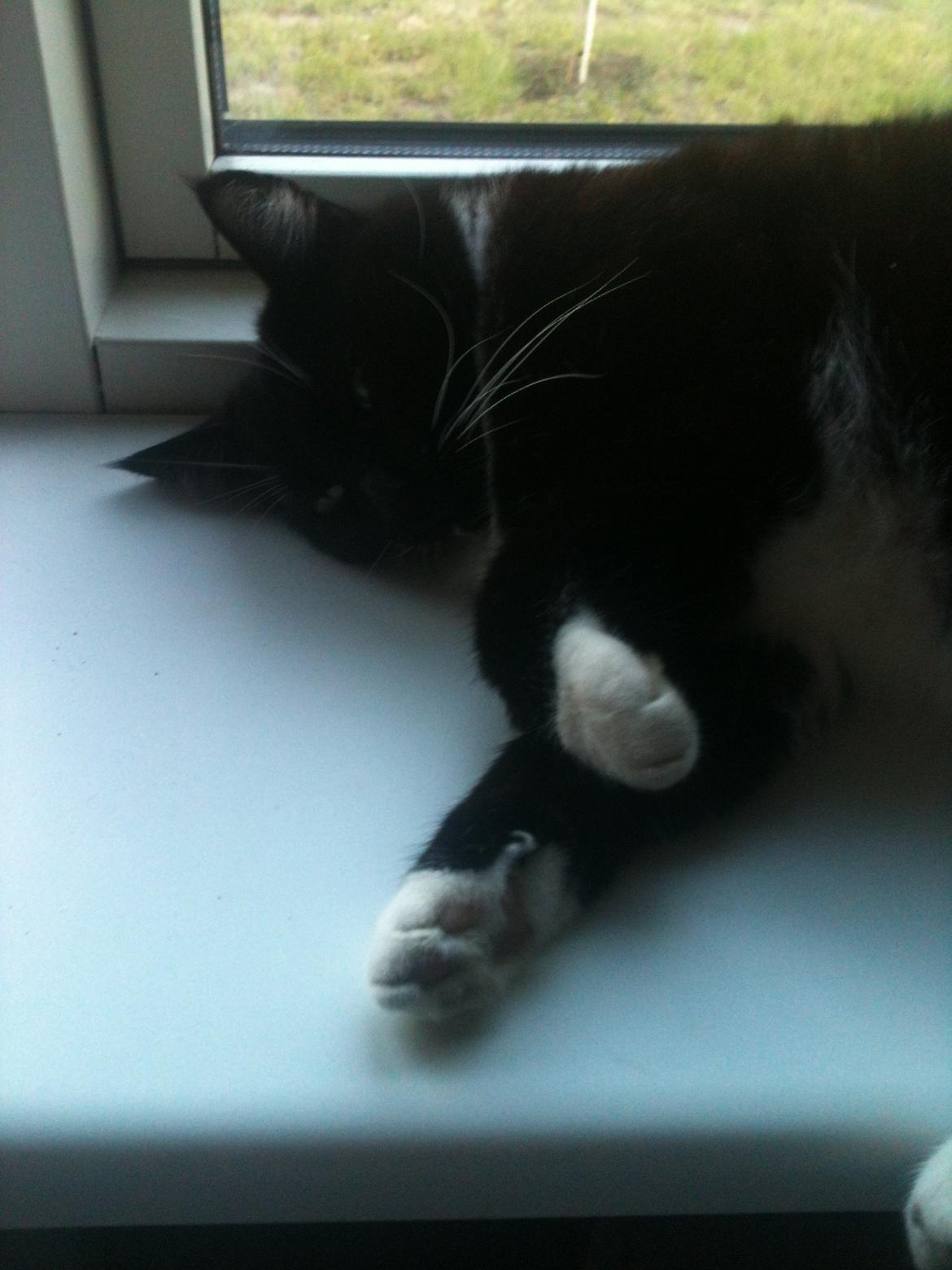 Huskat Rollo - Rollo's elskede vinduskarm billede 8