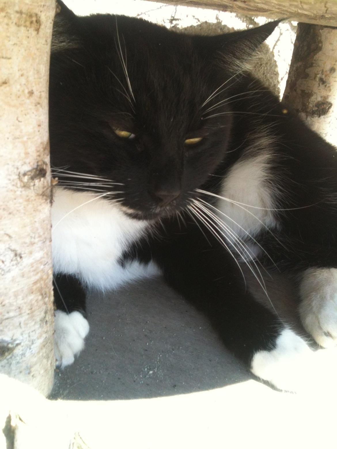 Huskat Rollo - Velkommen til Rollo's profil<3<3<3 billede 1